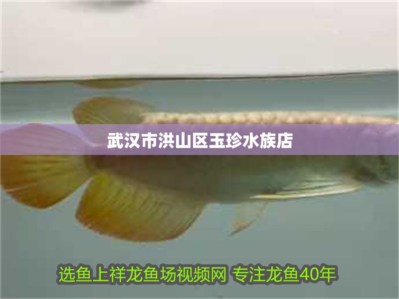 武漢市洪山區玉珍水族店 全國水族館企業名錄 第1張 武漢市洪山區玉珍水族店 武漢市洪山區玉珍水族店 全國水族館企業名錄 第1張