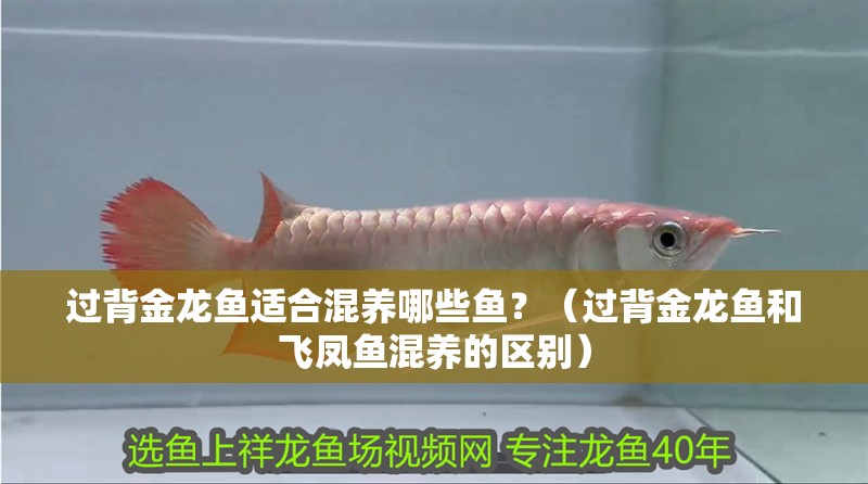 過背金龍魚適合混養哪些魚？（過背金龍魚和飛鳳魚混養的區別）