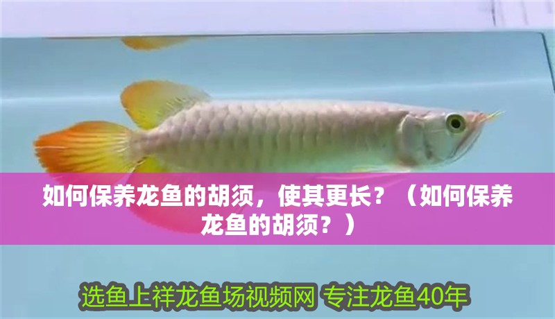 如何保養龍魚的胡須，使其更長？（如何保養龍魚的胡須？）