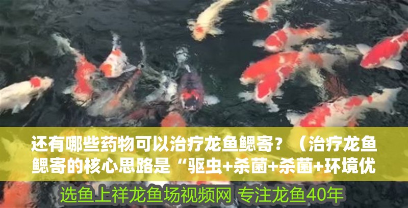 還有哪些藥物可以治療龍魚鰓寄？（治療龍魚鰓寄的核心思路是“驅(qū)蟲+殺菌+殺菌+環(huán)境優(yōu)化”三步走）