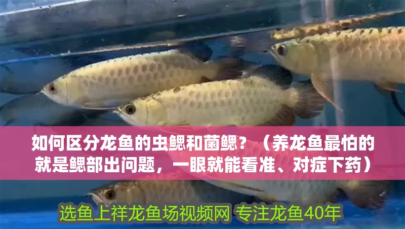 如何區分龍魚的蟲鰓和菌鰓？（養龍魚最怕的就是鰓部出問題，一眼就能看準、對癥下藥）