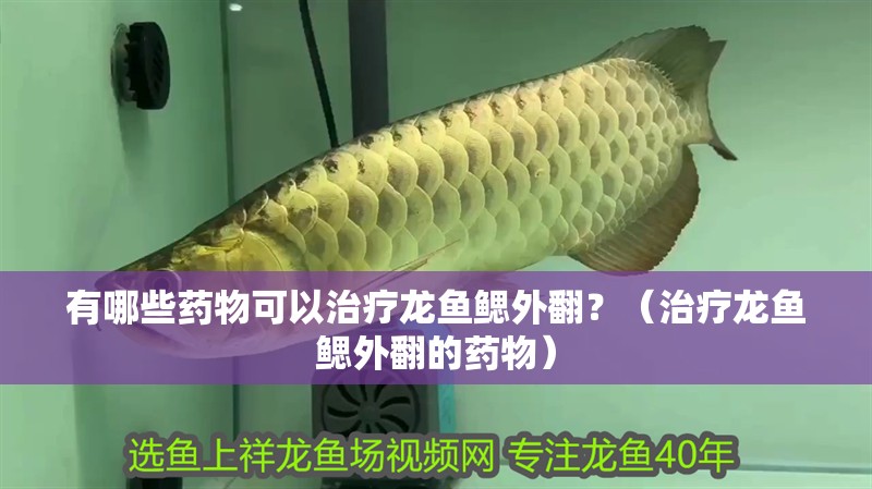 有哪些藥物可以治療龍魚鰓外翻？（治療龍魚鰓外翻的藥物）