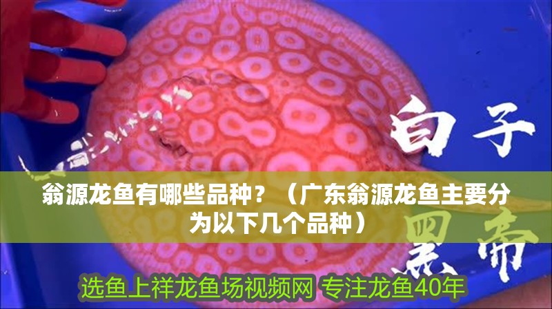 翁源龍魚有哪些品種？（廣東翁源龍魚主要分為以下幾個(gè)品種）