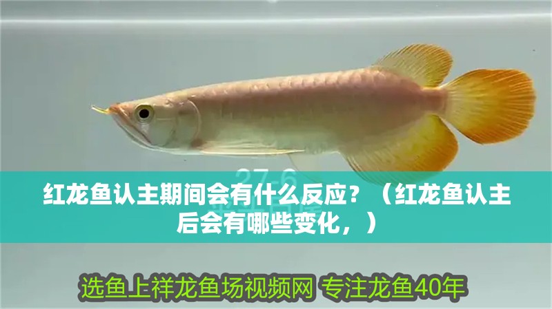 紅龍魚認主期間會有什么反應？（紅龍魚認主后會有哪些變化，）