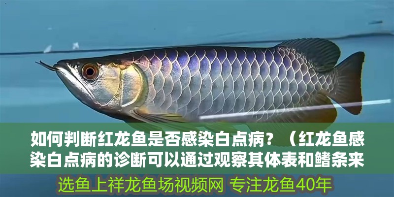 如何判斷紅龍魚是否感染白點病？（紅龍魚感染白點病的診斷可以通過觀察其體表和鰭條來初步判斷）