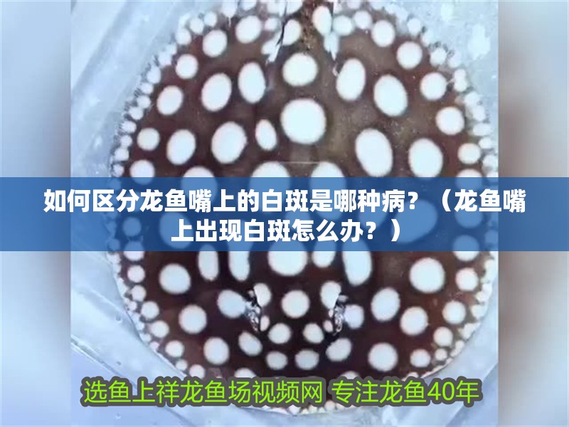 如何區(qū)分龍魚嘴上的白斑是哪種病？（龍魚嘴上出現(xiàn)白斑怎么辦？）