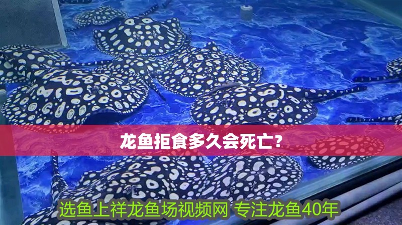 龍魚拒食多久會死亡？