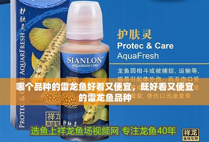哪個品種的雷龍魚好看又便宜，既好看又便宜的雷龍魚品種