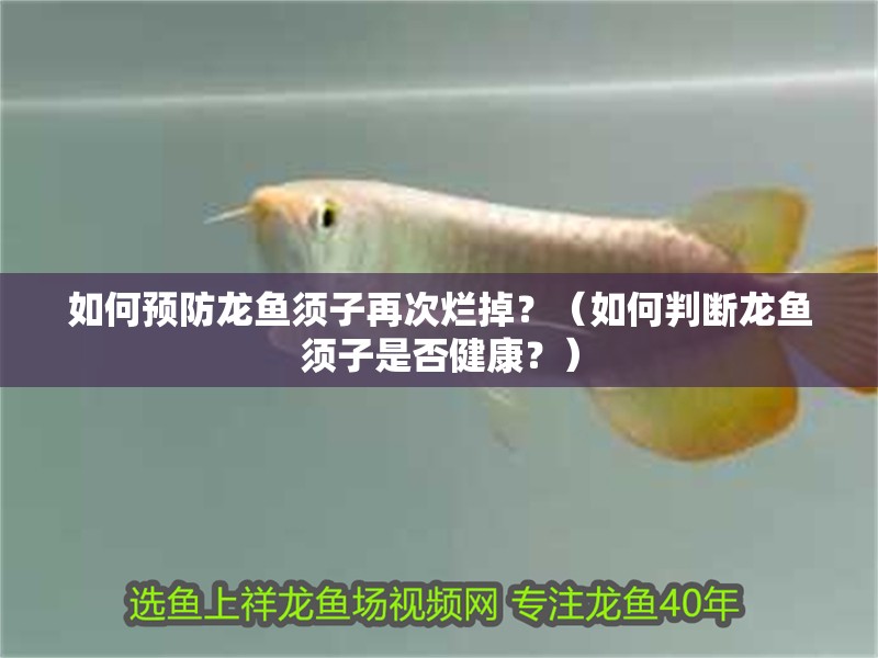 如何預防龍魚須子再次爛掉？（如何判斷龍魚須子是否健康？）