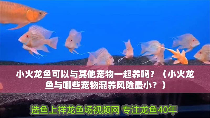 小火龍魚可以與其他寵物一起養(yǎng)嗎？（小火龍魚與哪些寵物混養(yǎng)風(fēng)險最??？）