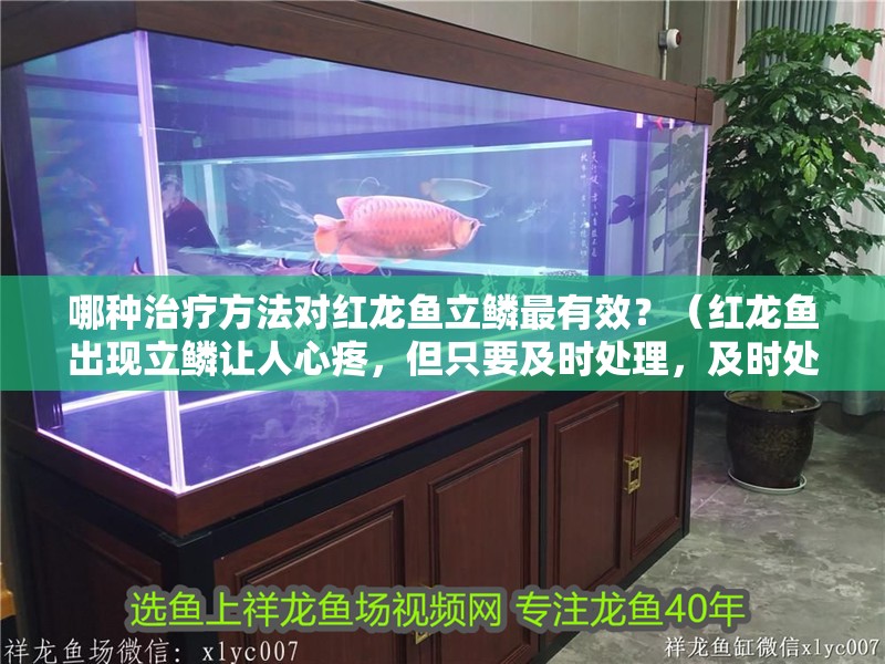 哪種治療方法對紅龍魚立鱗最有效？（紅龍魚出現(xiàn)立鱗讓人心疼，但只要及時處理，及時處理）