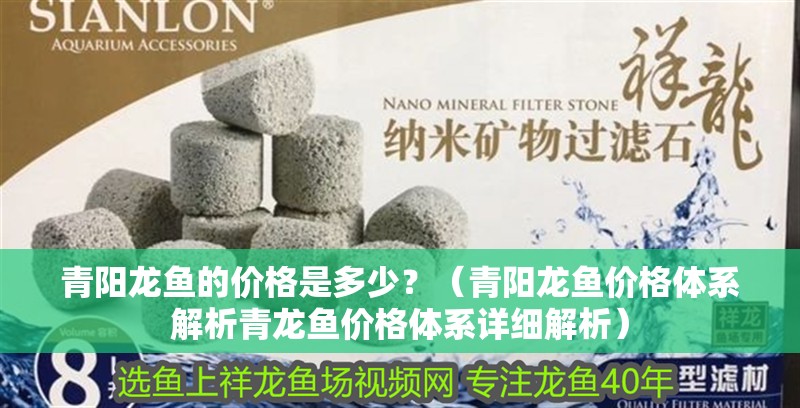 青陽龍魚的價格是多少？（青陽龍魚價格體系解析青龍魚價格體系詳細解析）