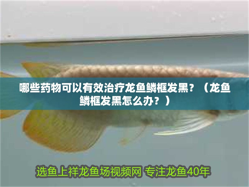 哪些藥物可以有效治療龍魚鱗框發黑？（龍魚鱗框發黑怎么辦？）