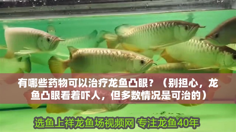 有哪些藥物可以治療龍魚凸眼？（別擔心，龍魚凸眼看著嚇人，但多數情況是可治的）