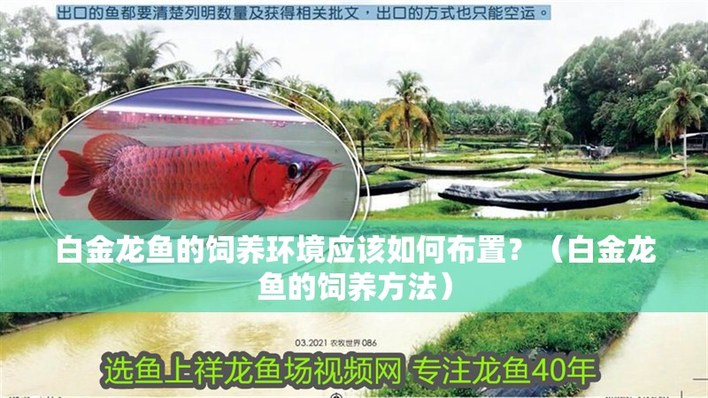 白金龍魚的飼養環境應該如何布置？（白金龍魚的飼養方法）