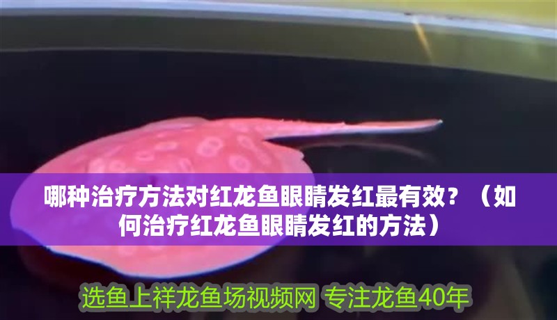 哪種治療方法對紅龍魚眼睛發紅最有效？（如何治療紅龍魚眼睛發紅的方法）