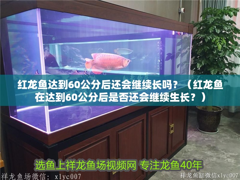 紅龍魚達到60公分后還會繼續長嗎？（紅龍魚在達到60公分后是否還會繼續生長？）
