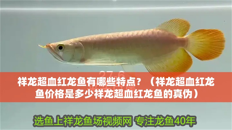 祥龍超血紅龍魚有哪些特點？（祥龍超血紅龍魚價格是多少祥龍超血紅龍魚的真偽）