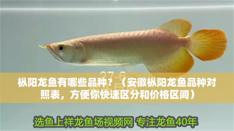 樅陽龍魚有哪些品種？（安徽樅陽龍魚品種對照表，方便你快速區分和價格區間）