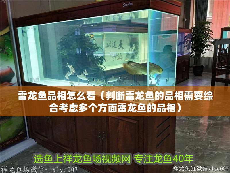 雷龍魚品相怎么看（判斷雷龍魚的品相需要綜合考慮多個方面雷龍魚的品相）