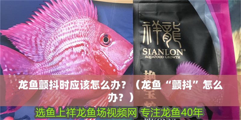 龍魚顫抖時應該怎么辦？（龍魚“顫抖”怎么辦？）