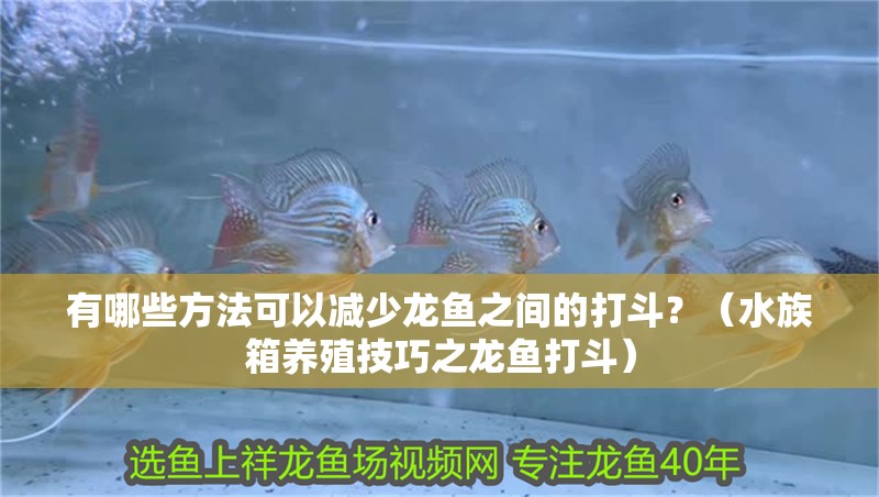 有哪些方法可以減少龍魚之間的打斗？（水族箱養殖技巧之龍魚打斗）
