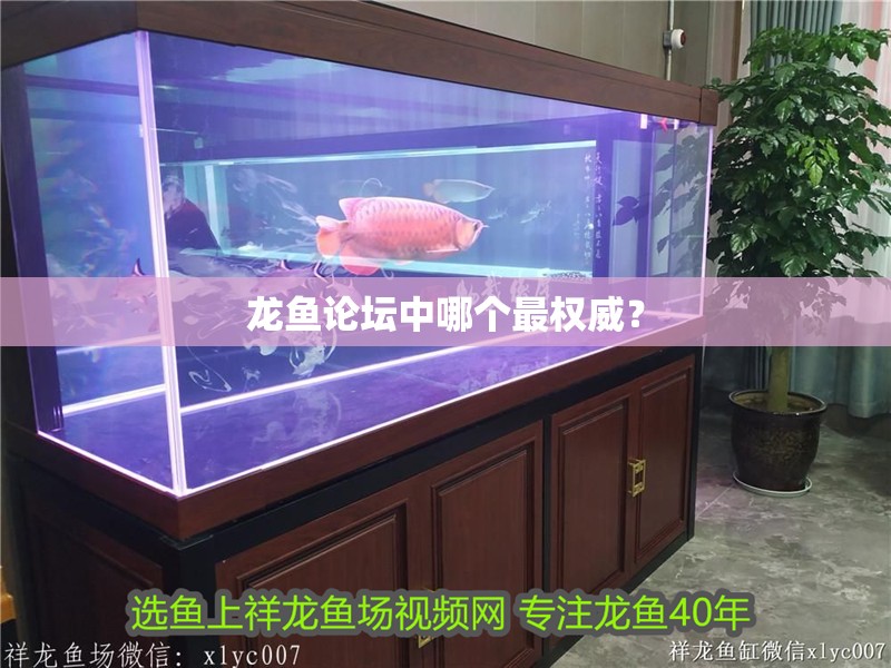 龍魚論壇中哪個最權威？