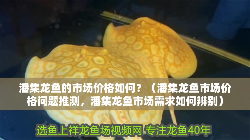 潘集龍魚的市場價格如何？（潘集龍魚市場價格問題推測，潘集龍魚市場需求如何辨別）