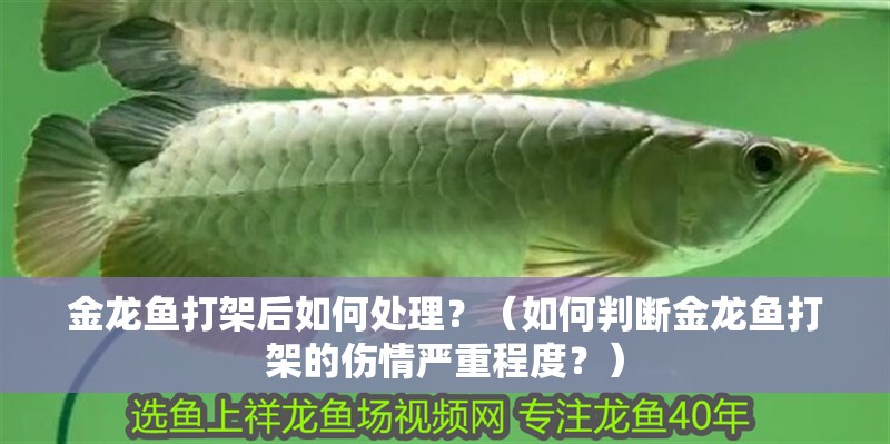 金龍魚打架后如何處理？（如何判斷金龍魚打架的傷情嚴(yán)重程度？）