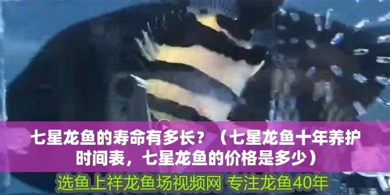 七星龍魚的壽命有多長？（七星龍魚十年養護時間表，七星龍魚的價格是多少）