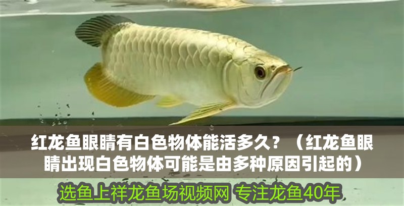 紅龍魚眼睛有白色物體能活多久？（紅龍魚眼睛出現白色物體可能是由多種原因引起的）