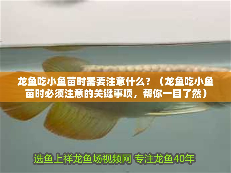 龍魚吃小魚苗時需要注意什么？（龍魚吃小魚苗時必須注意的關鍵事項，幫你一目了然）