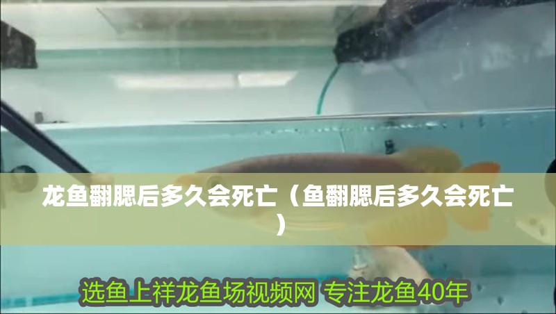 龍魚翻腮后多久會死亡（魚翻腮后多久會死亡）