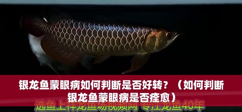 銀龍魚蒙眼病如何判斷是否好轉(zhuǎn)？（如何判斷銀龍魚蒙眼病是否痊愈）