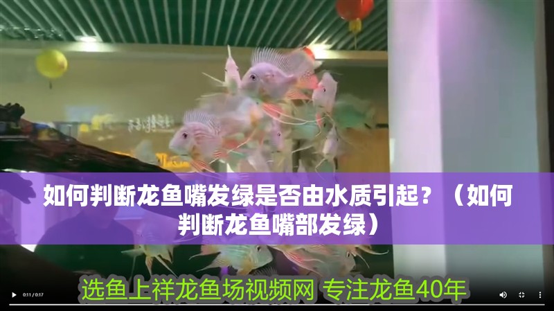 如何判斷龍魚嘴發綠是否由水質引起？（如何判斷龍魚嘴部發綠）