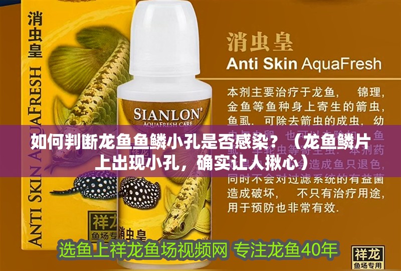 如何判斷龍魚魚鱗小孔是否感染？（龍魚鱗片上出現(xiàn)小孔，確實(shí)讓人揪心）