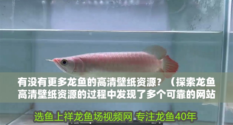 有沒有更多龍魚的高清壁紙資源？（探索龍魚高清壁紙資源的過程中發(fā)現(xiàn)了多個(gè)可靠的網(wǎng)站和平臺(tái)）