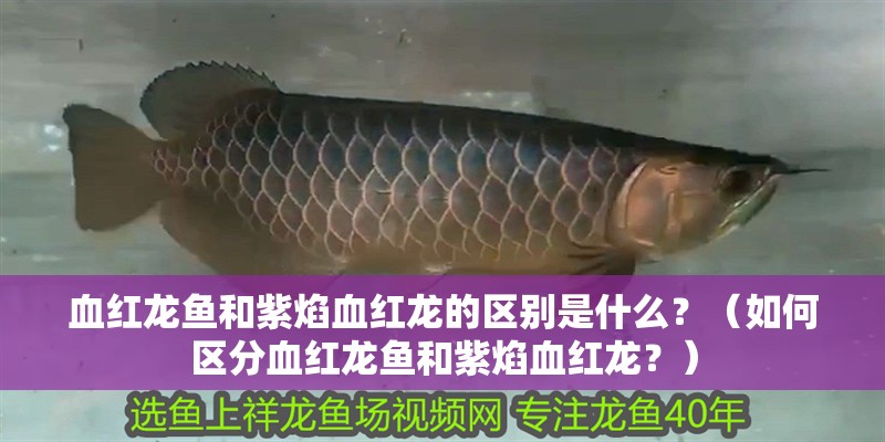 血紅龍魚和紫焰血紅龍的區別是什么？（如何區分血紅龍魚和紫焰血紅龍？）