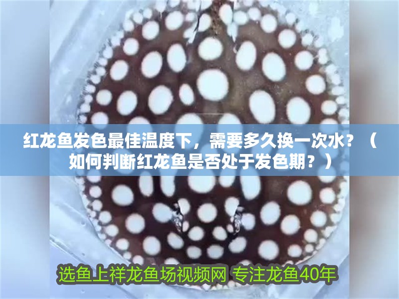 紅龍魚發色最佳溫度下，需要多久換一次水？（如何判斷紅龍魚是否處于發色期？）