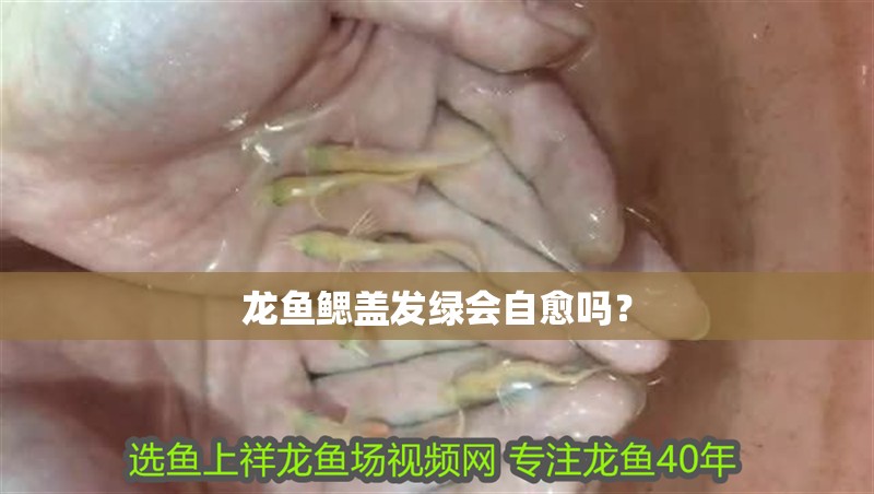 魚缸用增氧泵價格是多少:魚缸增氧機-xtrac增氧機-xtrac增氧機 龍魚鰓蓋發綠會自愈嗎? 龍魚百科 龍魚鰓蓋發綠會自愈嗎? 龍魚鰓蓋發綠會自愈嗎? 龍魚百科
