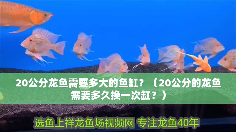 20公分龍魚需要多大的魚缸？（20公分的龍魚需要多久換一次缸？）