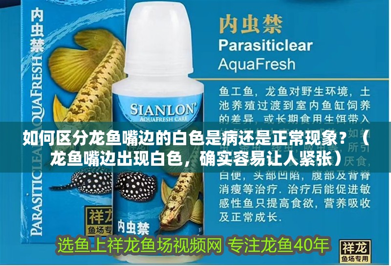 如何區分龍魚嘴邊的白色是病還是正常現象？（龍魚嘴邊出現白色，確實容易讓人緊張）