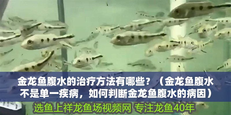 金龍魚腹水的治療方法有哪些？（金龍魚腹水不是單一疾病，如何判斷金龍魚腹水的病因）