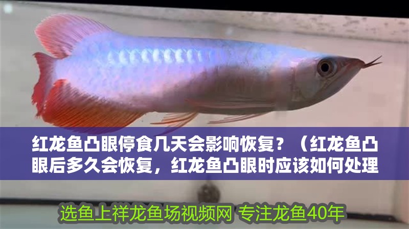 紅龍魚凸眼停食幾天會影響恢復？（紅龍魚凸眼后多久會恢復，紅龍魚凸眼時應該如何處理）