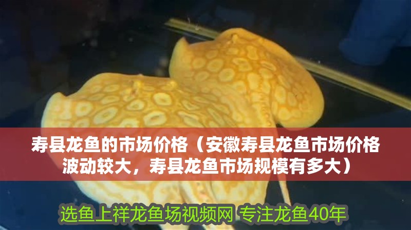 壽縣龍魚(yú)的市場(chǎng)價(jià)格（安徽壽縣龍魚(yú)市場(chǎng)價(jià)格波動(dòng)較大，壽縣龍魚(yú)市場(chǎng)規(guī)模有多大）