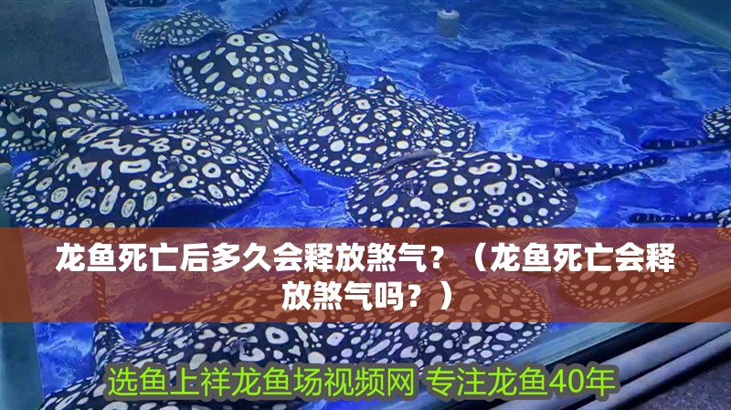 龍魚死亡后多久會釋放煞氣？（龍魚死亡會釋放煞氣嗎？）