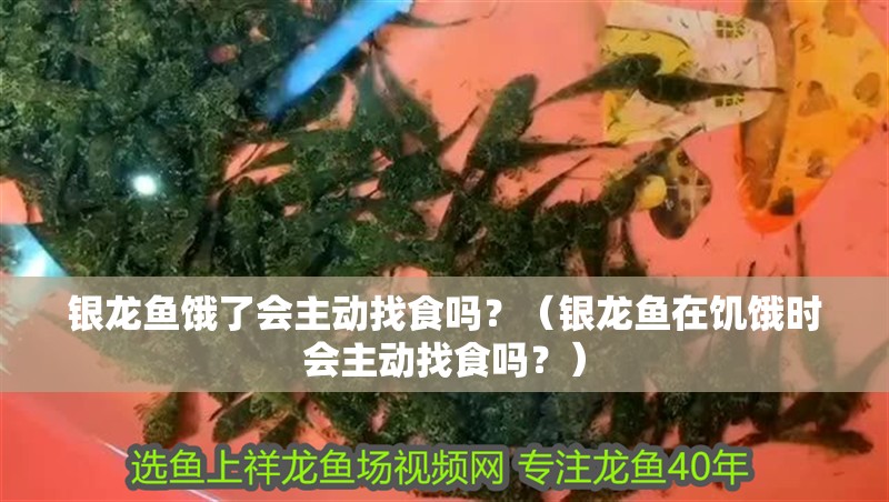 銀龍魚餓了會主動找食嗎？（銀龍魚在饑餓時會主動找食嗎？）