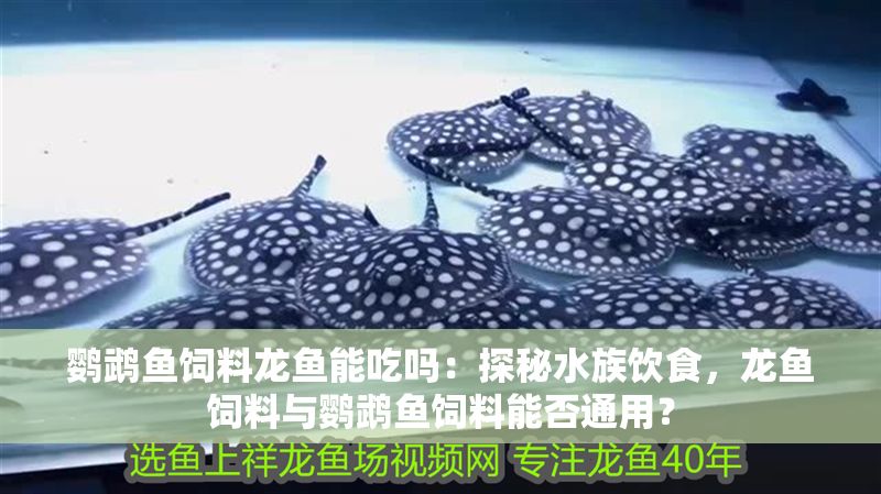 鸚鵡魚飼料龍魚能吃嗎：探秘水族飲食，龍魚飼料與鸚鵡魚飼料能否通用？