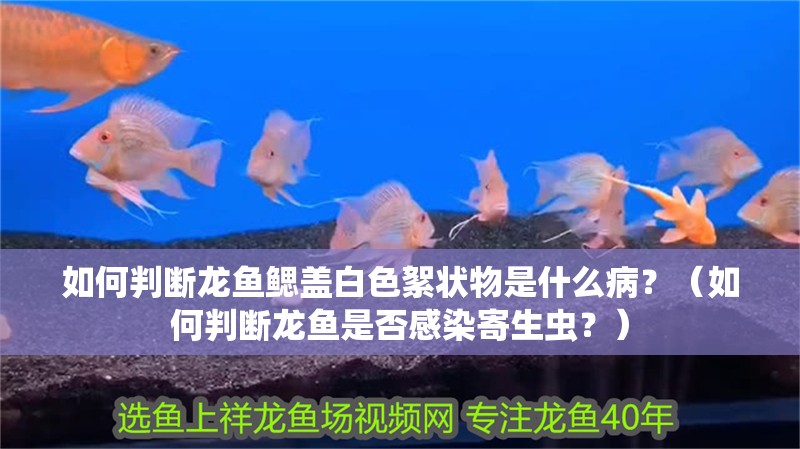 如何判斷龍魚鰓蓋白色絮狀物是什么??？（如何判斷龍魚是否感染寄生蟲？）