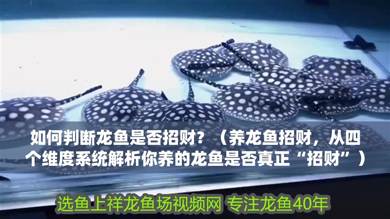 如何判斷龍魚是否招財？（養(yǎng)龍魚招財，從四個維度系統(tǒng)解析你養(yǎng)的龍魚是否真正“招財”）
